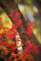 紅葉の頃・みかも山♪4