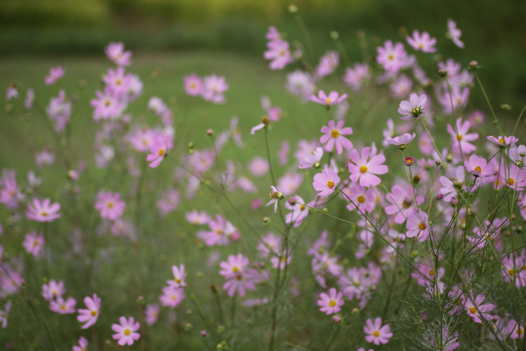 優しく揺れて♪3