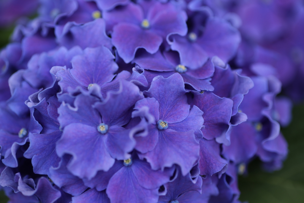 紫陽花♪9