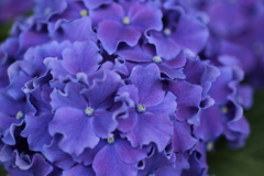 紫陽花♪9