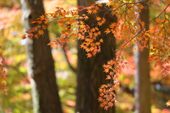 鑁阿寺の秋♪１