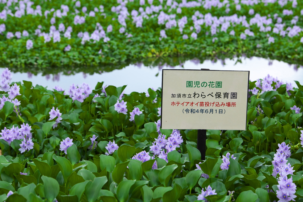 ホテイアオイの花園♪1