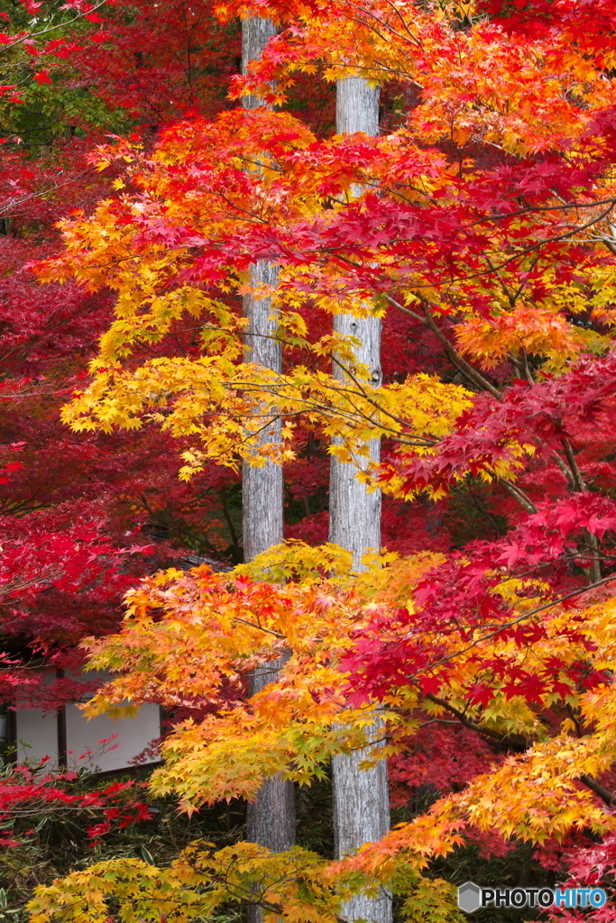 崇禅寺の秋Ⅱ