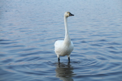 多々良沼の白鳥さん♪4