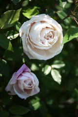薔薇咲き始めました♪4