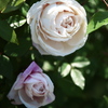 薔薇咲き始めました♪4