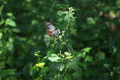 赤城自然園の夏Ⅱ♪7