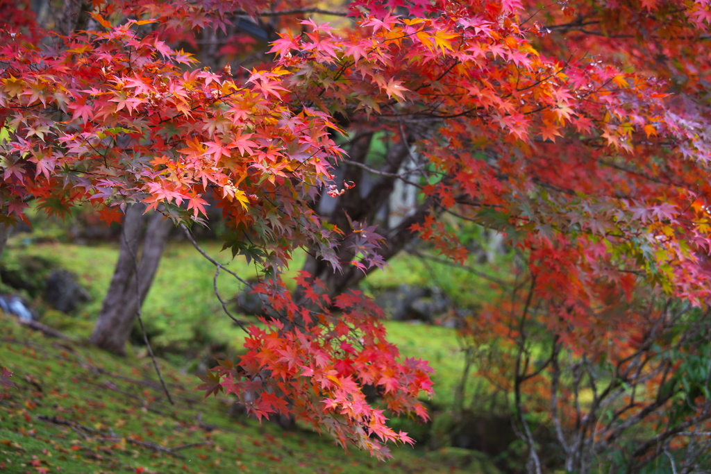 古峯園の秋♪11