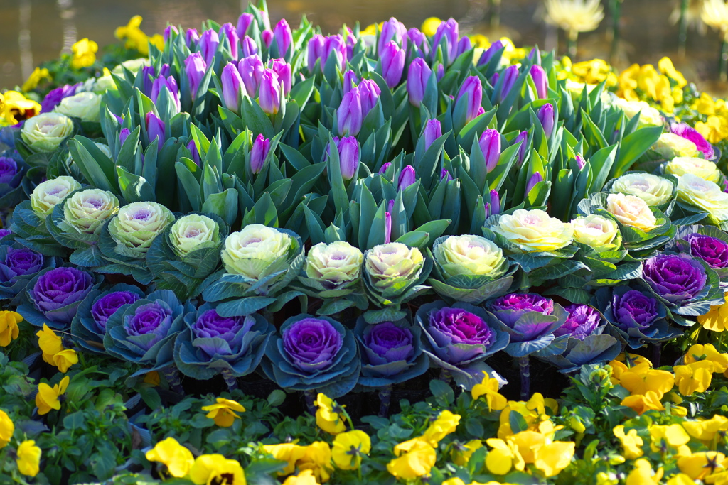 初春のフラワーパーク♪1