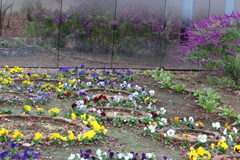 富弘美術館・庭の花♪２