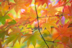 古峯園の秋♪４