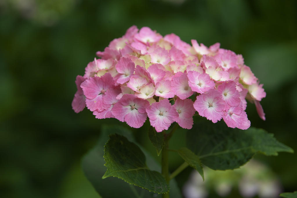 紫陽花・権現堂堤♪1