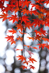 紅葉・古峯園♪3