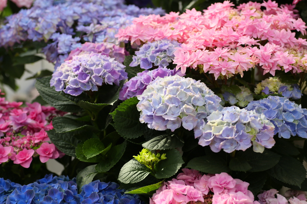 ほほえみの紫陽花♪9
