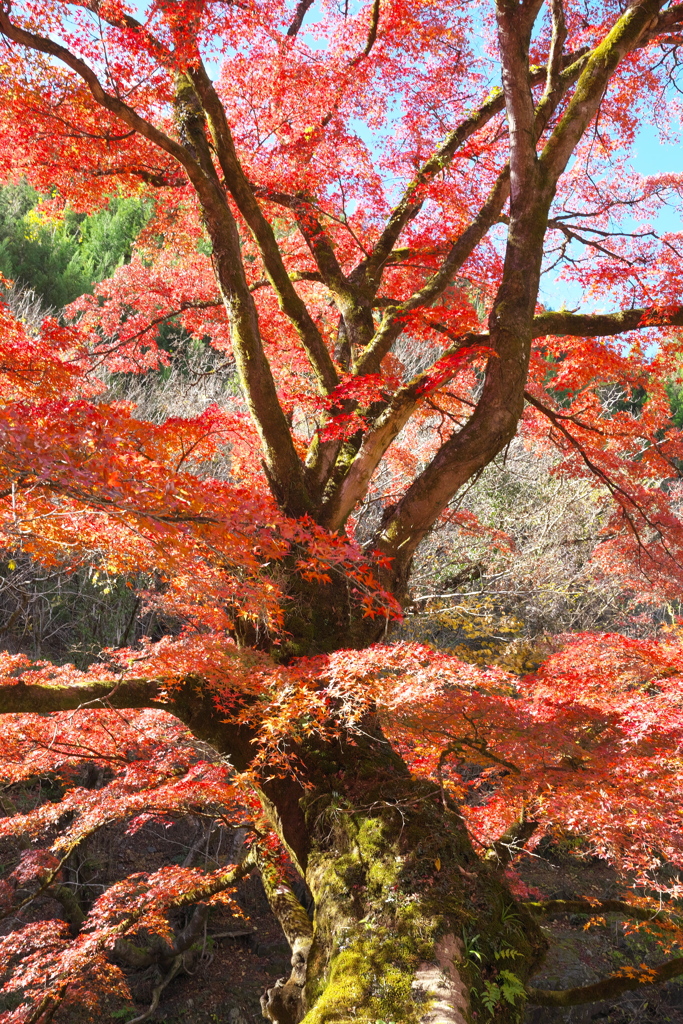 紅葉・さよならをする前に♪1