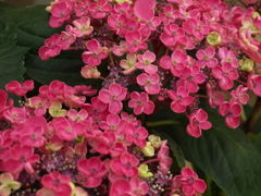 紫陽花シンフォニー♪13