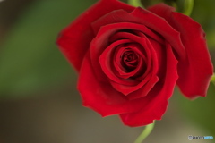 微笑みの花たち♪15