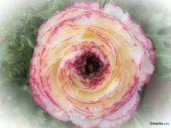 ふんわりと・・春ですか？