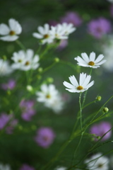 秋の華♪3