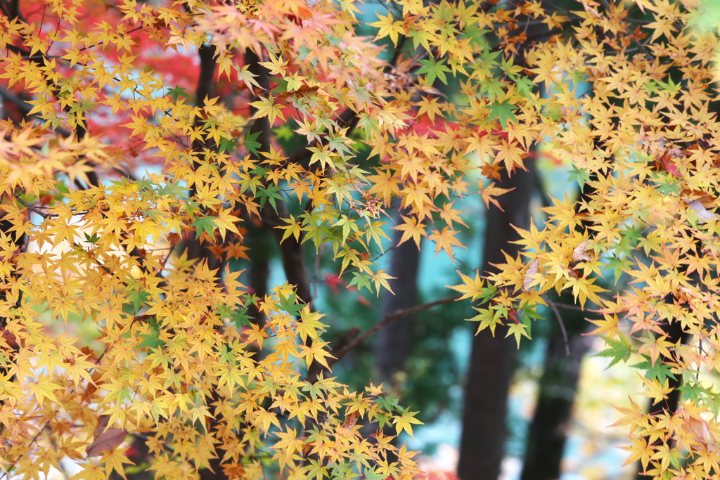 富弘美術館・紅葉♪15