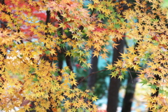 富弘美術館・紅葉♪15