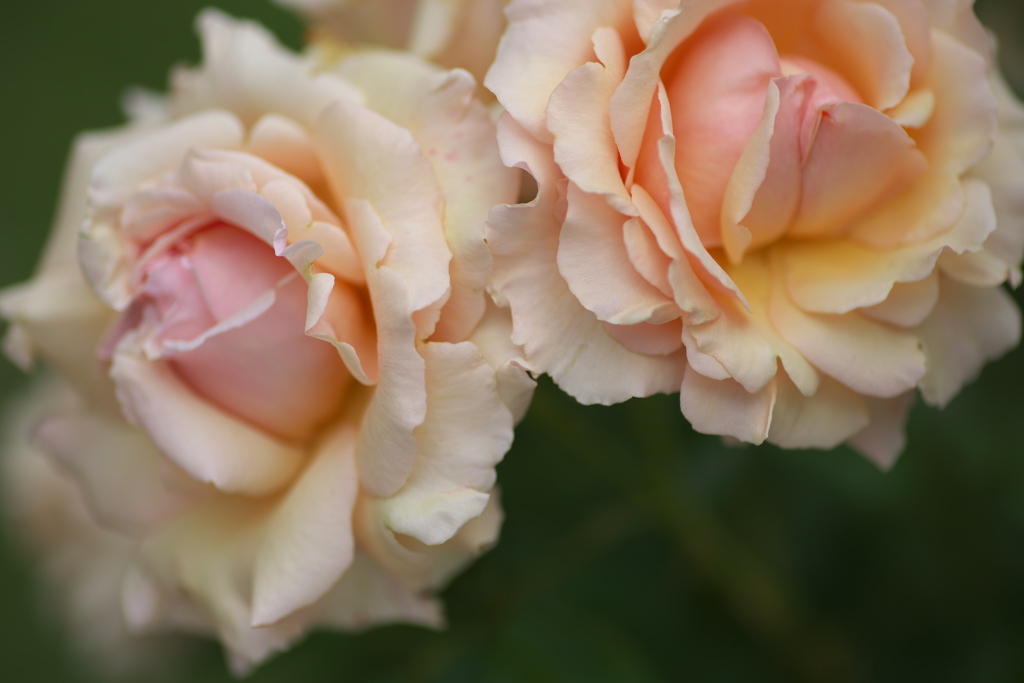 初夏のフラワーパーク♪28