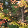深まりゆく・・♪1