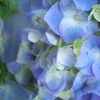 紫陽花ファンタジー♪2