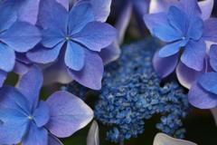 紫陽花の夢♪２