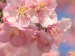 ふんわり河津桜♪4