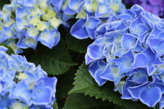 紫陽花♪4