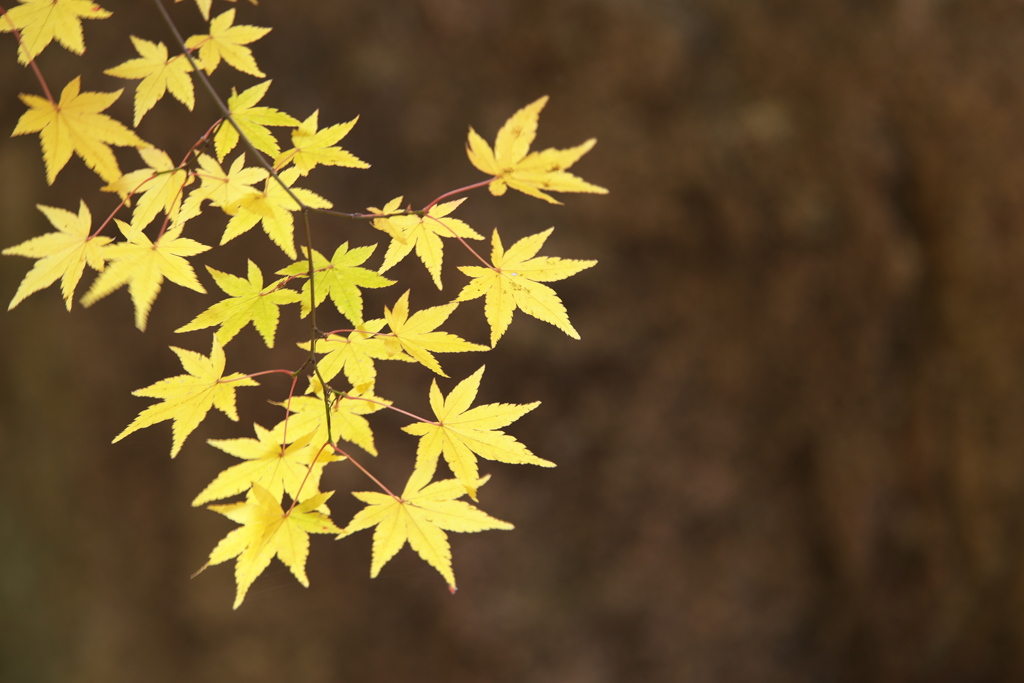 紅葉・富弘美術館♪1