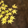 紅葉・富弘美術館♪1
