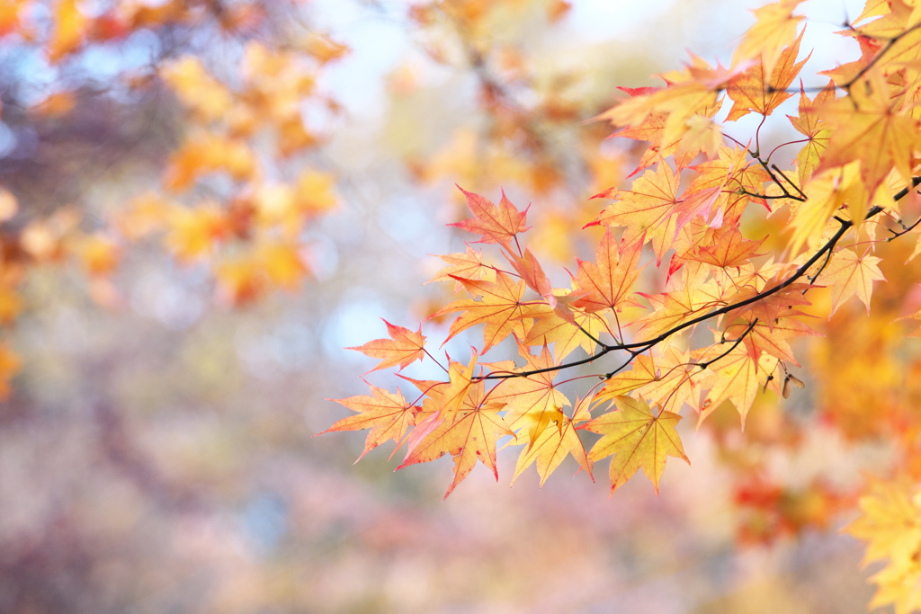 紅葉・日光♪6