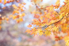 紅葉・日光♪6