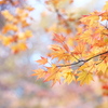 紅葉・日光♪6