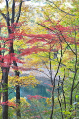 紅葉・富弘美術館周辺♪4