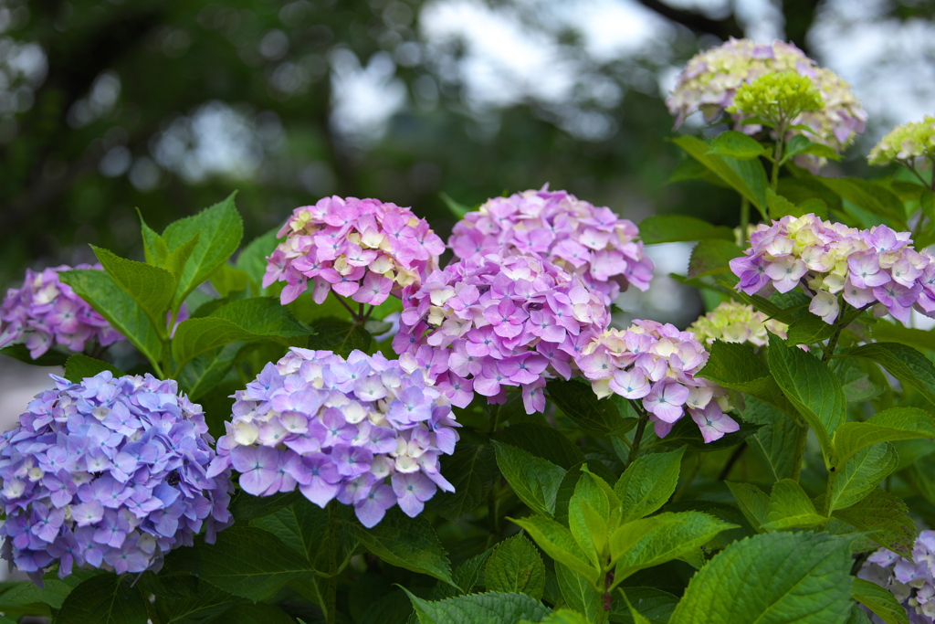 紫陽花・権現堂堤♪8