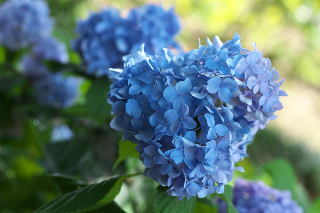 さよなら紫陽花♪3