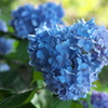 さよなら紫陽花♪3