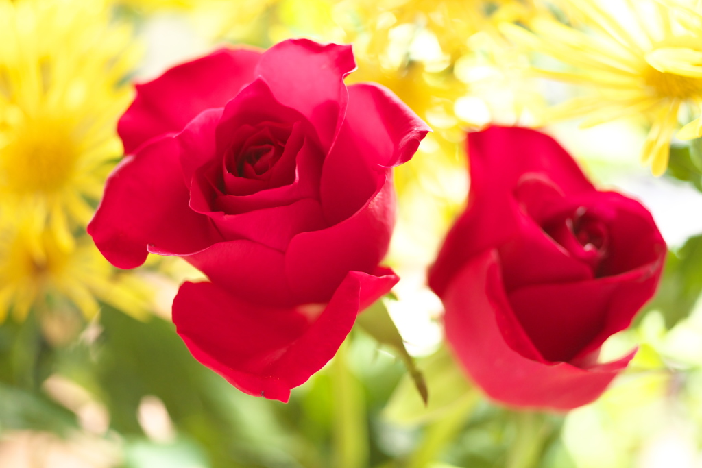 微笑みの薔薇♪