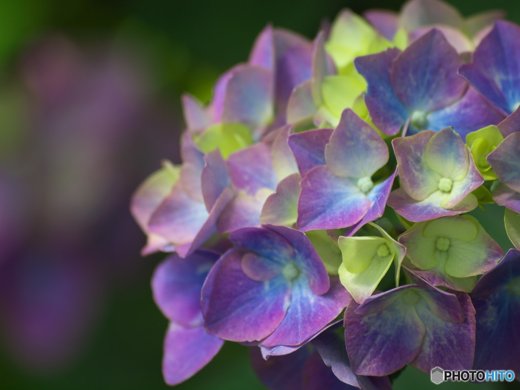 権現堂堤の紫陽花♪１