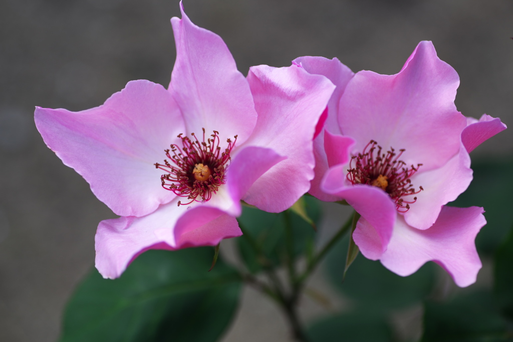 薔薇香る頃♪10