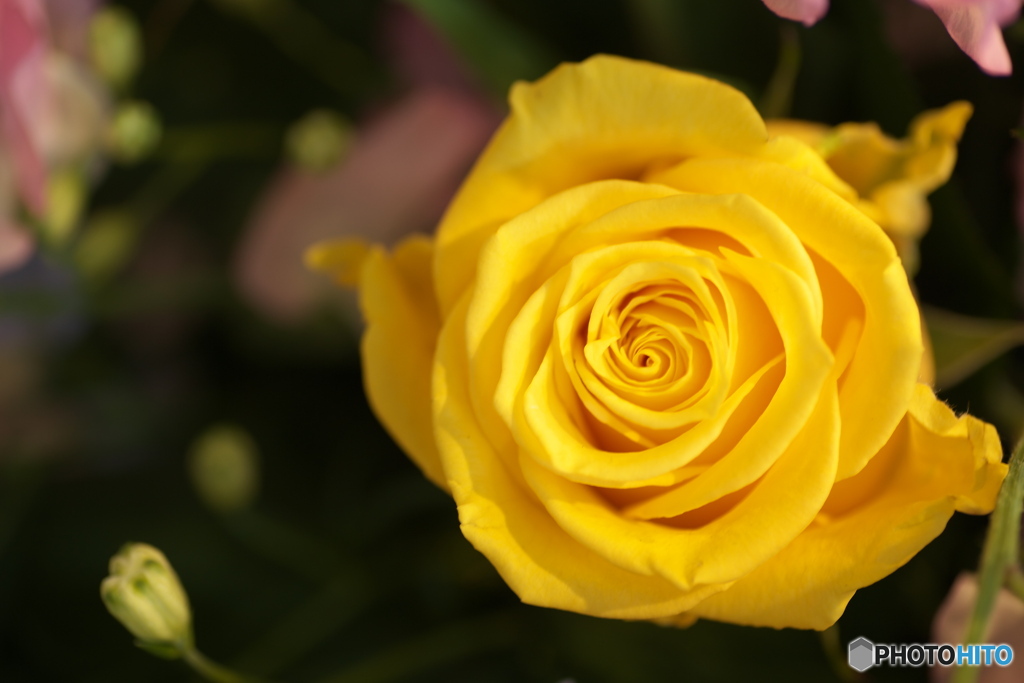 微笑みの花たち♪6