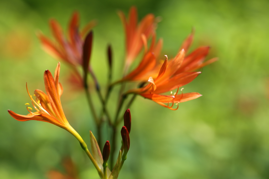 四季の森星野の夏♪2