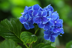 礒山神社の紫陽花♪5