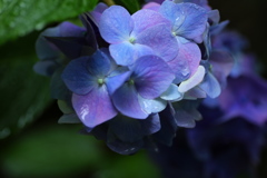 礒山神社の紫陽花♪14