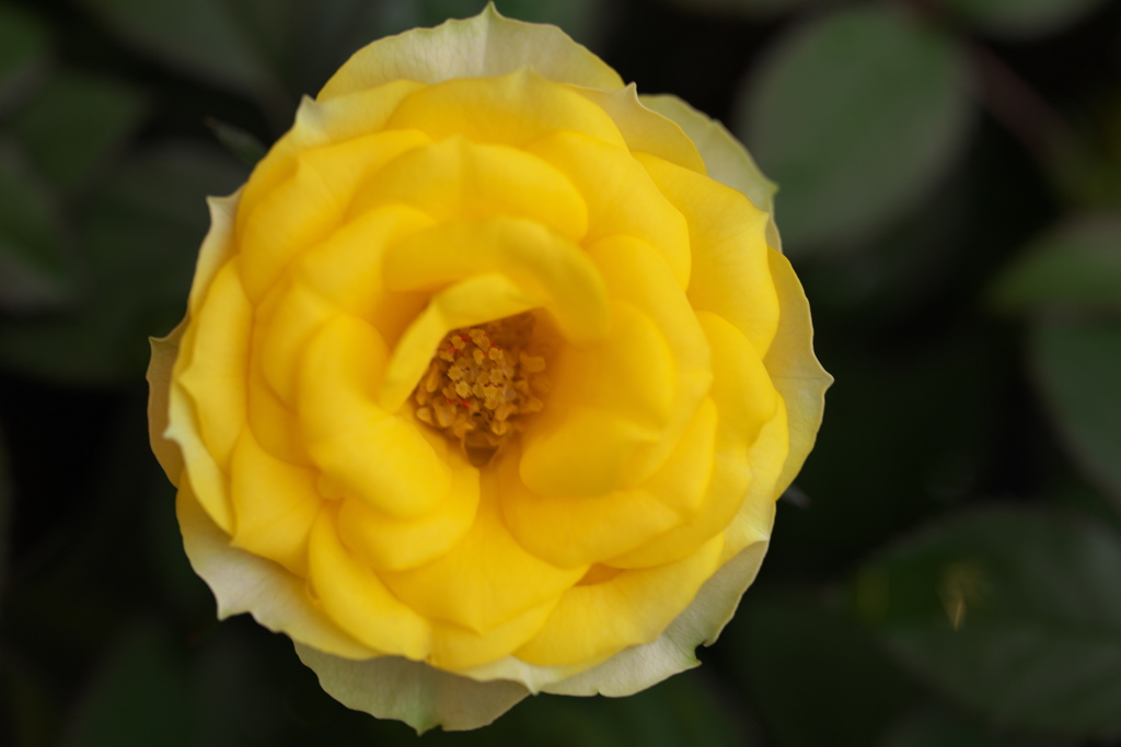薔薇かおる頃Ⅱ♪4