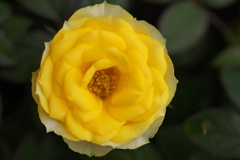 薔薇かおる頃Ⅱ♪4