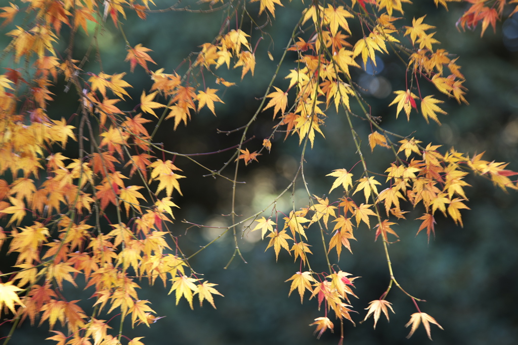 晩秋の紅葉・鑁阿寺（ばんなじ）♪5